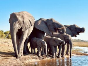 A group of elephants with a baby gathered at a watering hole in Chobe National Park, Botswana.